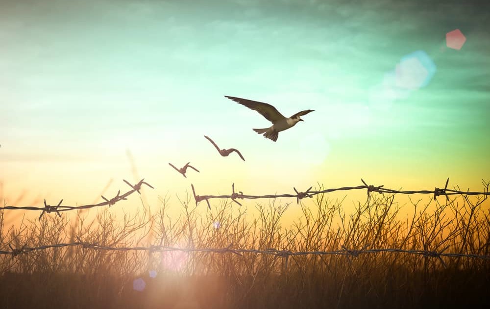 Citizens’ Reflections on Future of Europe | Transnational Forum